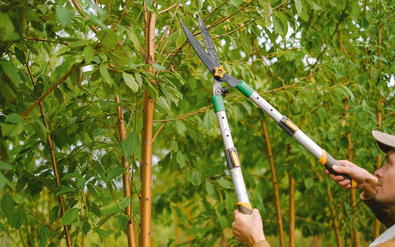 Tree trimming in Marne, IA